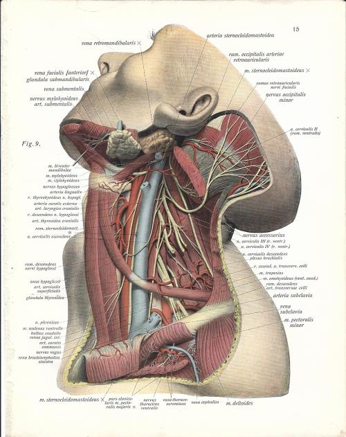 C. 1894 Litografia di ANATOMIA UMANA interiora umane stampa originale di  anatomia antica stampa medica -  Italia