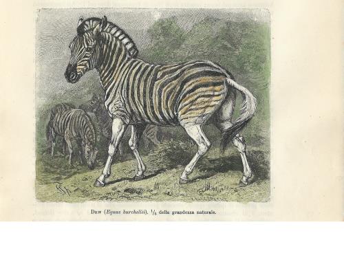 Stampa antica CACCIA ALLA ZEBRA con la cerbottana 1881 Old antique